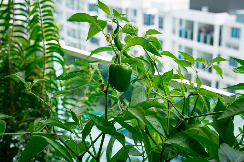 Ideen für die Balkongestaltung und die optimale Nutzung Hausbau Helden Grünes Capsicum auf einem Balkongarten in einer Wohnung.