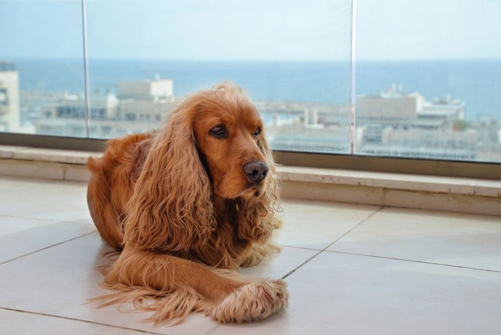 Ideen für die Balkongestaltung und die optimale Nutzung Hausbau Helden Cockerspaniel liegt auf dem Balkon, Häuser und Meer im Hintergrund
