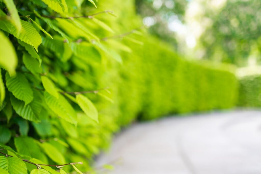 Eine grüne lange Hecke, mit verschwommenen Blättern im Hintergrund