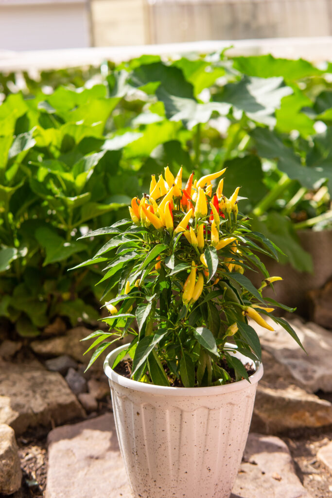 Pflanz- und Blumenkübel für drinnen und draußen finden Hausbau Helden Pflanzkübel mit gelbem und orangem Zierpaprika