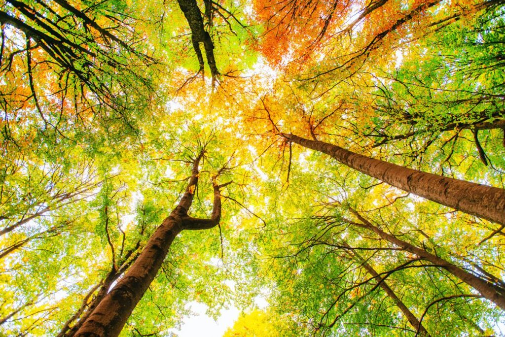 Aus den Augen, aus dem Sinn? Das oft übersehene Thema der Deckengestaltung Hausbau Helden Waldbäume in herbstlicher Färbung von unten gesehen, Baumkronen und Himmel