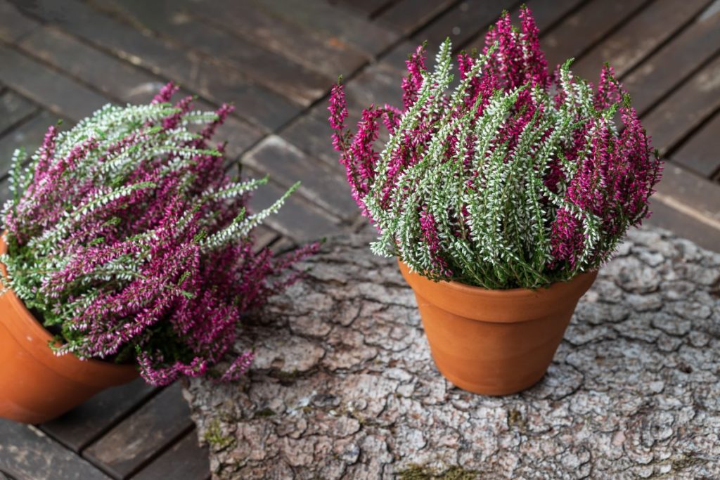 Blooming,White,And,Pink,Heather,Flowers,(calluna,Vulgaris,L.),In