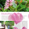 Hausbau Helden Bienenfreundliche Pflanzen: Darauf sollten Sie achten