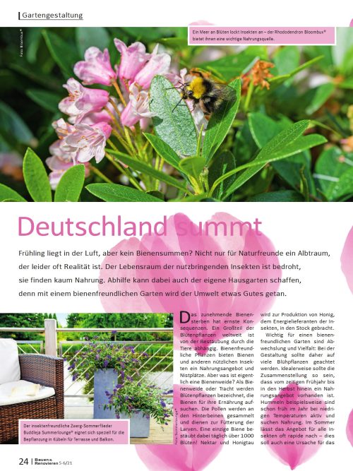 Bienenfreundliche Pflanzen: Darauf sollten Sie achten