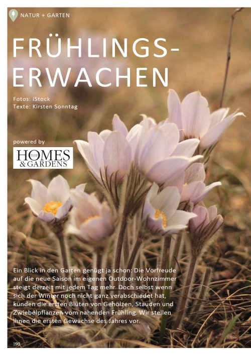 Das sind die schönsten Frühlingsblumen