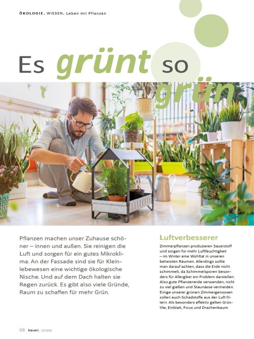 Pflanzen in der Wohnung: Das sind die Vorteile