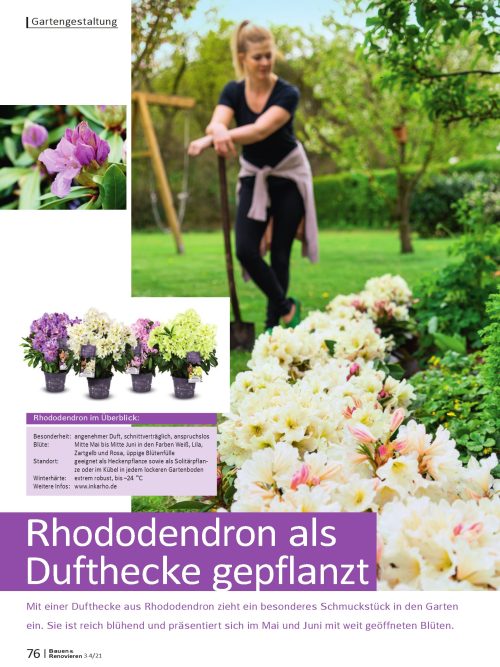 Rhododendron als Dufthecke pflanzen