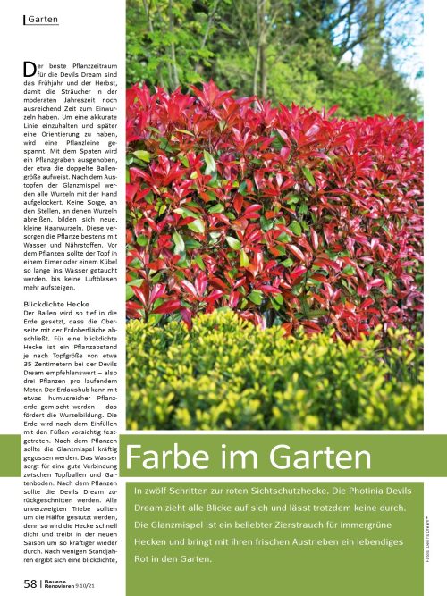 Sichtschutzhecke Photinia Devils Dream