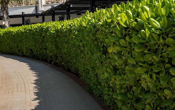Hecke vor Gebäude